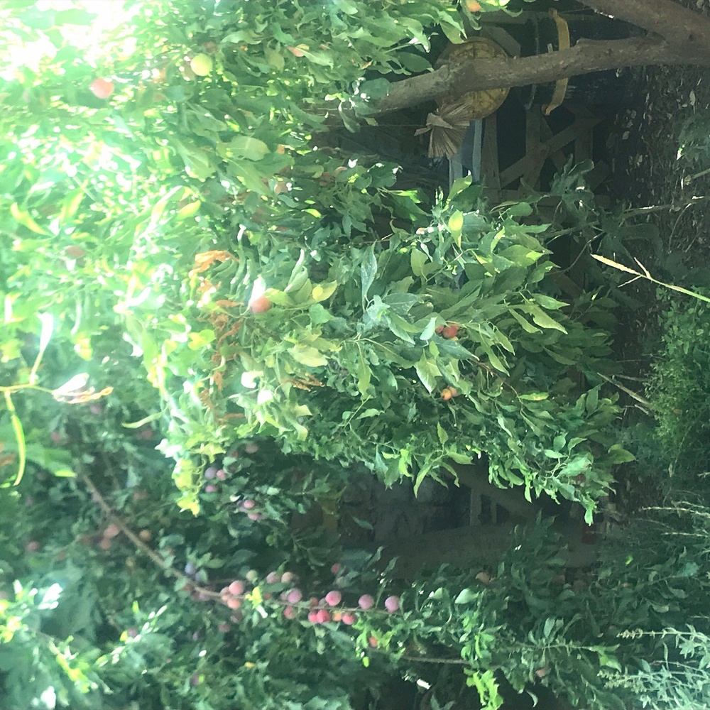 Meet your Posher, Miriam